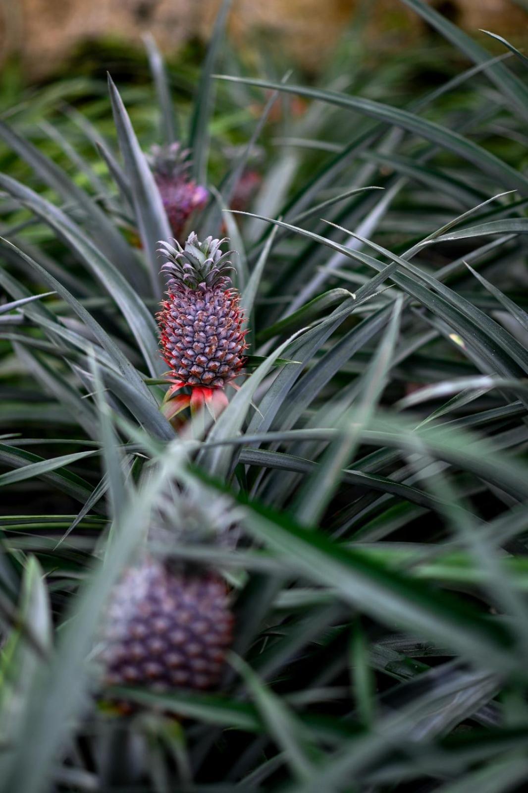 Pineapple Studio Ponta Delgada  Ngoại thất bức ảnh