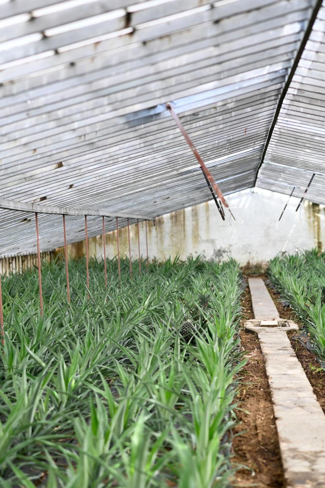 Pineapple Studio Ponta Delgada  Ngoại thất bức ảnh