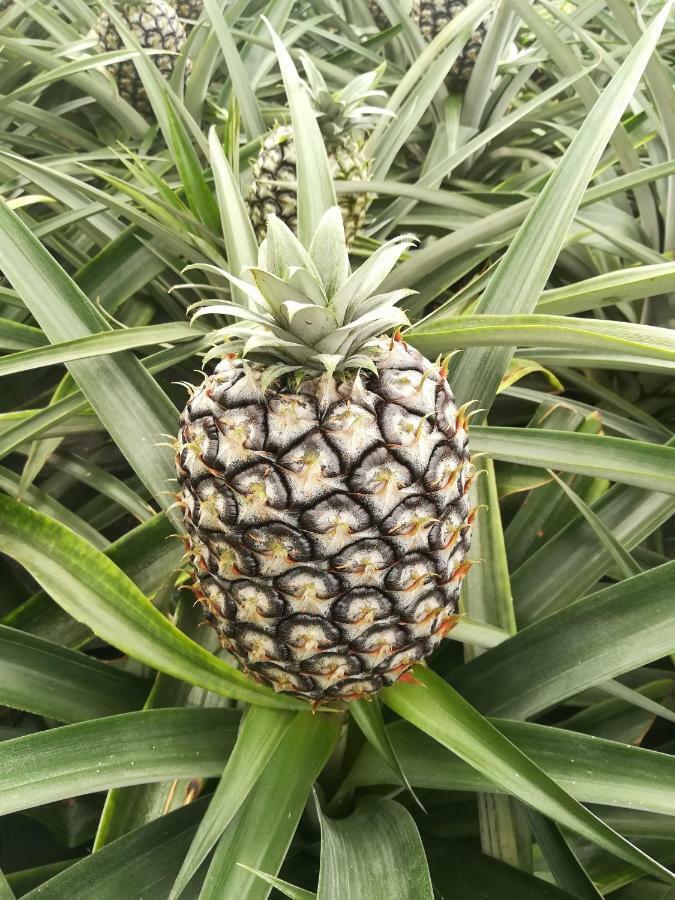 Pineapple Studio Ponta Delgada  Ngoại thất bức ảnh