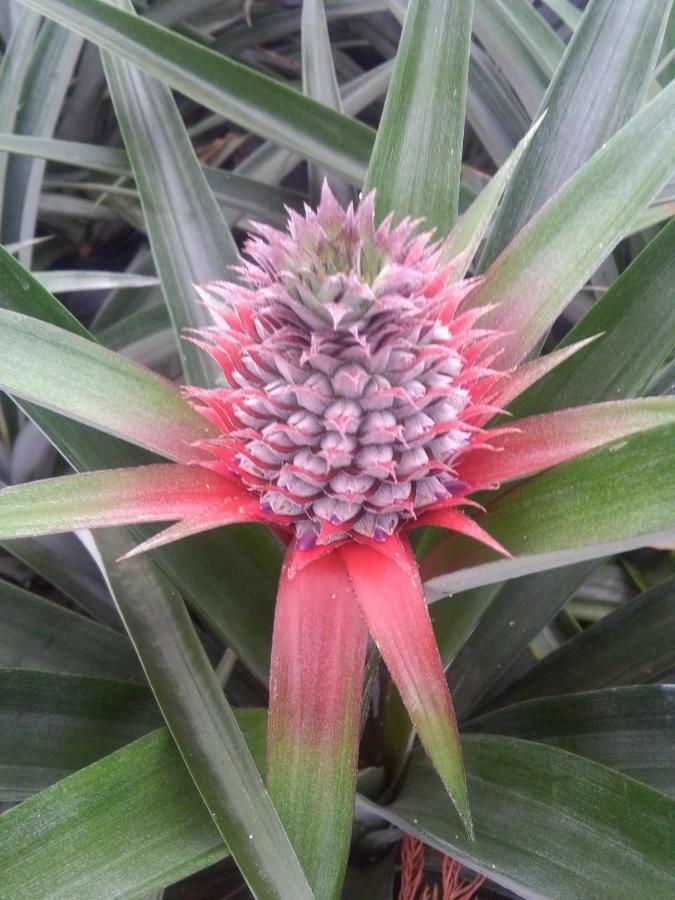 Pineapple Studio Ponta Delgada  Ngoại thất bức ảnh